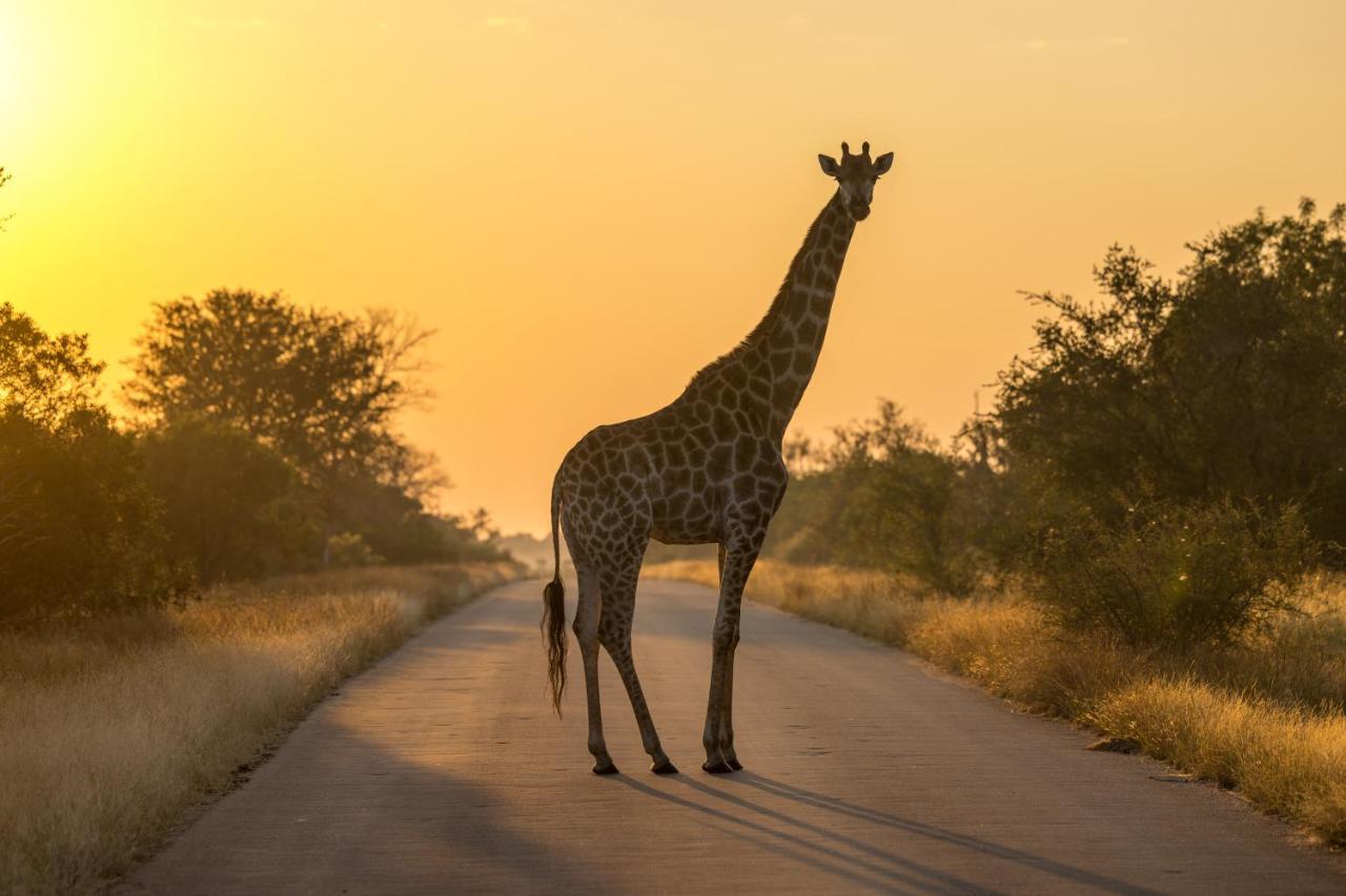 Lindiwe Safari Lodge Hoedspruit Eksteriør billede