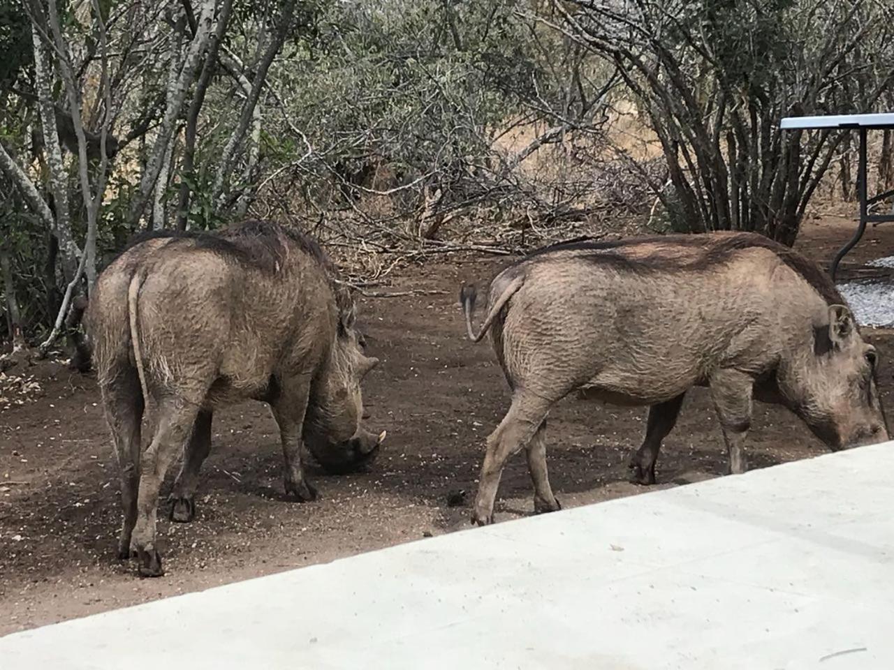 Lindiwe Safari Lodge Hoedspruit Eksteriør billede